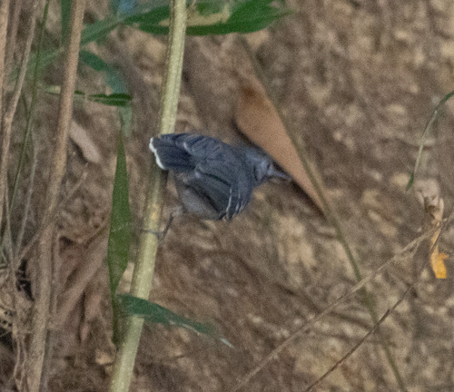 Black-chinned Antbird (Hypocnemoides melanopogon), photo 8