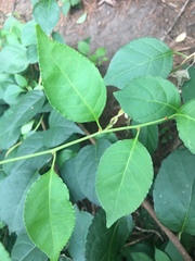 Celastrus orbiculatus