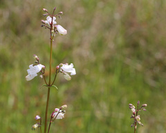 Penstemon multiflorus
