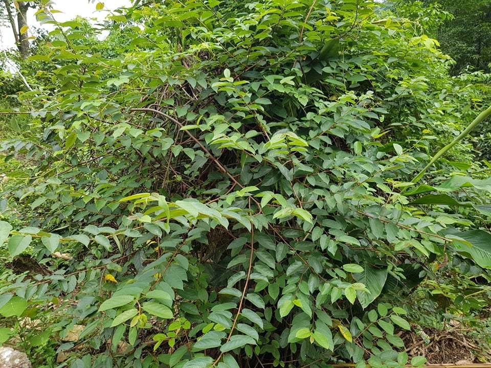 Broussonetia kaempferi — ảnh 2