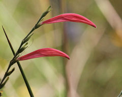 Dicliptera sexangularis