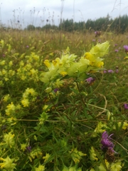 Rhinanthus serotinus aestivalis