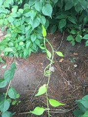 Celastrus orbiculatus