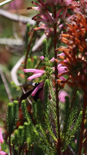 Image of Erica verticillata by (c) Tony Rebelo, some rights reserved (CC BY-SA)