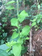 Celastrus orbiculatus