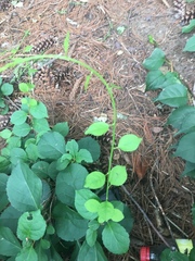 Celastrus orbiculatus