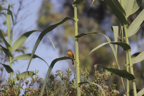 Rufescent Flycatcher (Myiophobus rufescens), photo 4