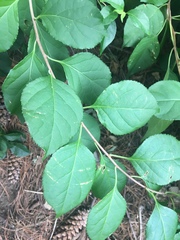 Celastrus orbiculatus