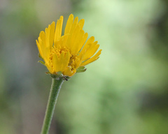 Helenium pinnatifidum
