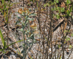 Gamochaeta antillana