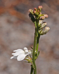 Lobelia paludosa