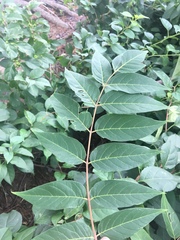 Ailanthus altissima