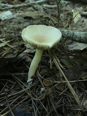 Lactarius fumosus