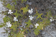 Gratiola hispida