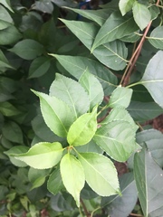 Celastrus orbiculatus