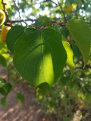 Prunus armeniaca