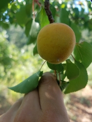 Prunus armeniaca