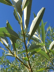 Salix