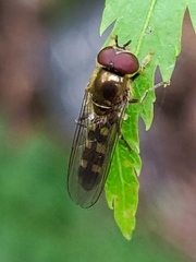 Platycheirus scutatus