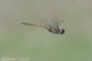 Florida Baskettail photo 3