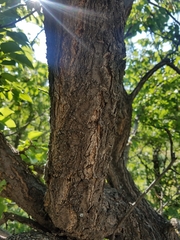 Prunus armeniaca