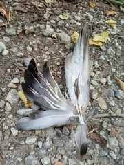 Columba livia domestica