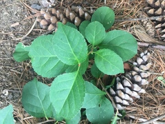 Celastrus orbiculatus