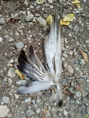 Columba livia domestica