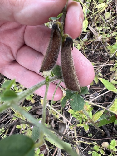 Crotalaria incana iNat (1)