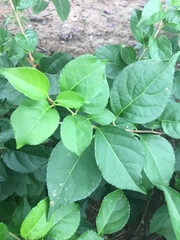 Celastrus orbiculatus