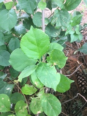 Celastrus orbiculatus