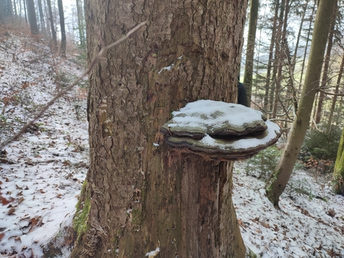 Rotrandiger Baumschwamm