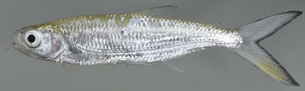 Characin (Alestes baremoze) — Alestidae
