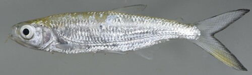 Characin (Alestes baremoze) — Alestidae
