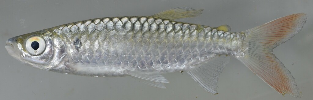 True big-scale tetra (Brycinus macrolepidotus) — Alestidae