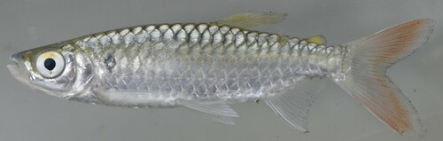 True big-scale tetra (Brycinus macrolepidotus) — Alestidae