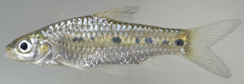 Baudon's barb (Enteromius baudoni) — Cyprinidae