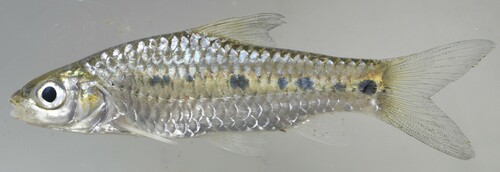 Baudon's barb (Enteromius baudoni) — Cyprinidae