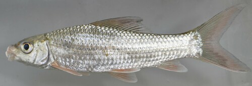 Senegalese labeo (Labeo senegalensis) — Cyprinidae