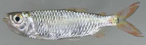 Slanke Turkana-zalm (Micralestes elongatus) — Alestidae — 5