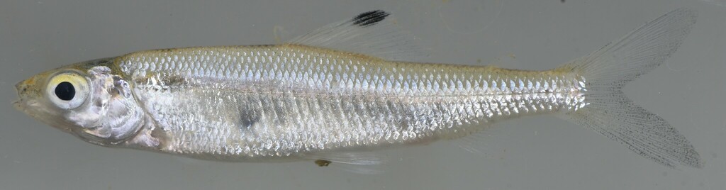 Twotone distichodus (Paradistichodus dimidiatus) — Distichodontidae