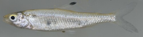 Twotone distichodus (Paradistichodus dimidiatus) — Distichodontidae