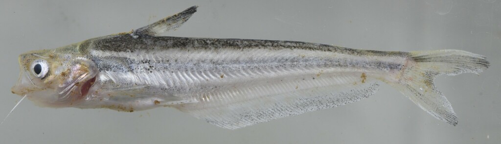 Zilveren glasmeerval (Schilbe intermedius) — Schilbeidae