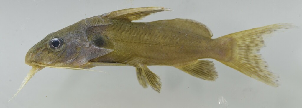 Wahrindi (Synodontis schall) — Mochokidae