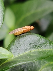 Opomyza florum