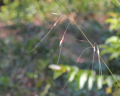 Sorghastrum elliottii