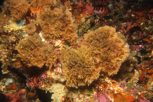 Menipea vectifera