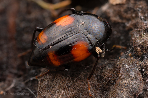 Orange-spotted Scaphidium, photo 10 of 10