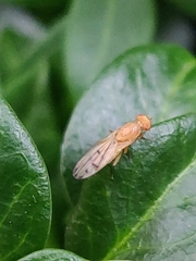 Opomyza florum