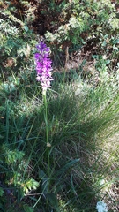 Dactylorhiza maculata